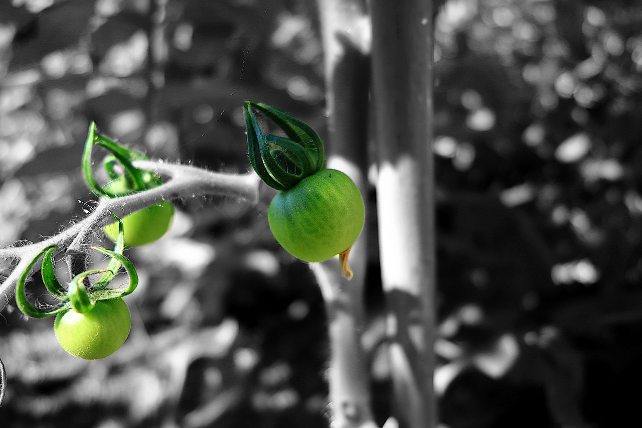 Native American: Privacy Policy