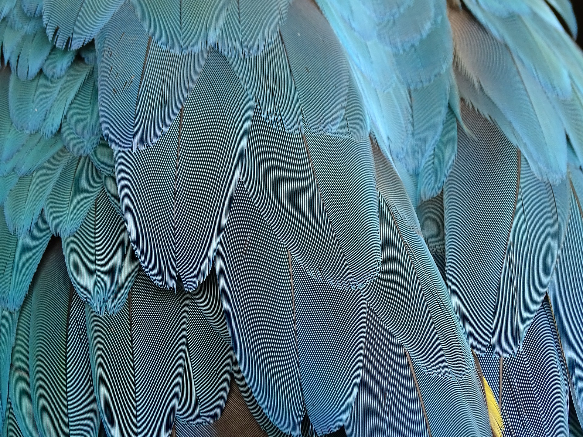 Eine Aufnahme von Federn, die aufgefächert und in einem leichten Blauton gehalten sind.